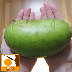 ポポー：ポトマック（接木苗）5号ポット＊＊