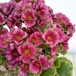 プリムラ：オブコニカ プリカント　レッド4号ポット