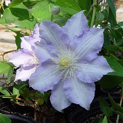 クレマチス:アサシモ(朝霜)3.5号ロングポット(ジャックマニー系)