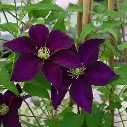 クレマチス：ダンシングスター3.5号ロングポット（ビチセラ系）