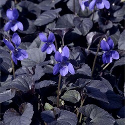 スミレ：ラブラドリカ3号ポット 4株セット