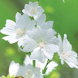 マロウ：ムスクマロウ　ホワイトパーフェクション3.5号ポット 2株セット