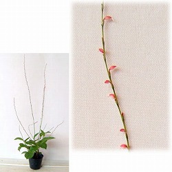 ミズヒキ(水引)3号ポット