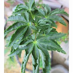 モミジ：獅子頭（シシガシラ）4号ポット