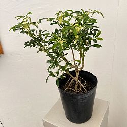 シェフレラ：ムーンドロップ6号鉢植え