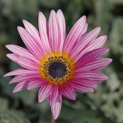 アークトチス：プリュネル3号ポット 2株セット