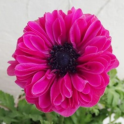 アネモネ：ポルトダブルオーキッド3-3.5号ポット 2株セット