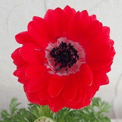 アネモネ：ポルトダブルスカーレット3-3.5号ポット 2株セット