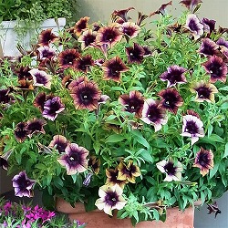 ペチュニア：ヨコハマ トワイライト3.5号ポット 12株セット