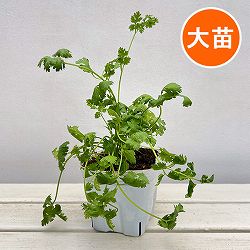 コリアンダー4号ポット 2株セット