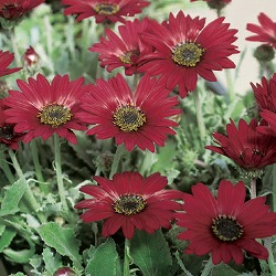 アークトチス：バーガンディ3.5号ポット 2株セット