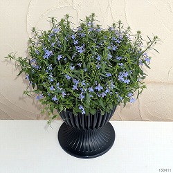 ロベリア：ホットウォーターブルー8号スタンド鉢植え