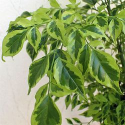ステレオスペルマム：レモンライム5号鉢植え