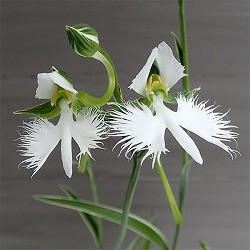 サギソウ（鷺草）：新銀河 3.5号鉢植え