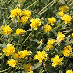 ポーチュラカ（八重咲き）：黄3号ポット 3株セット