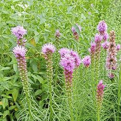 リアトリス：コボルト（紫花）3.5号ポット