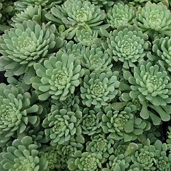 セダム：グラウコフィラム3号ポット