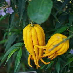 [26年8月下旬予約]仏手柑（ブッシュカン）8号鉢植え[実付き]