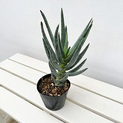 アロエ:ディコトマ4号ポット*