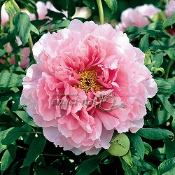[26年9月中下旬予約]牡丹（ぼたん）：八重桜（やえざくら）2～3年生苗6号ポット