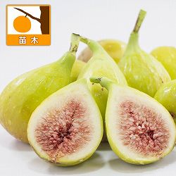 イチジク：ロングドゥート6号鉢植え