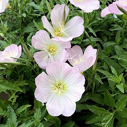 オエノセラ(昼咲き月見草）：ピンク3号ポット 4株セット