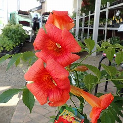 ノウゼンカズラ：レッド5号鉢植え
