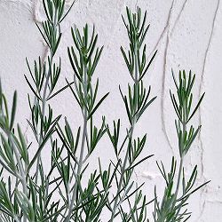 プロスタンテラ：シルバーリーフ（シルバーミントブッシュ）3号ポット