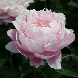 [26年2月中下旬予約]シャクヤク（芍薬）：ルーズベルト7号ポット