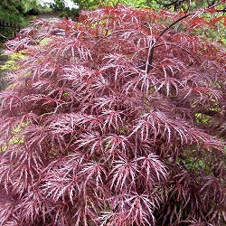 モミジ：紅枝垂れ（ベニシダレ）7号ポット