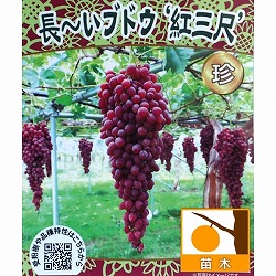 ブドウ：紅三尺（ベニサンジャク）4-5号ポット