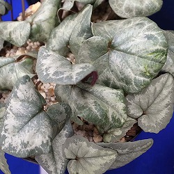 原種シクラメン種子：バレアリカム／10粒