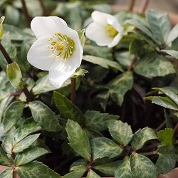 松村ナーセリーさんのクリスマスローズ（原種系）：ニゲル　マーブル3.5号ロングポット