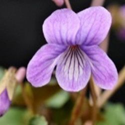 [26年1月中下旬予約]スミレ：コスミレ（丸弁）2.5号ポット