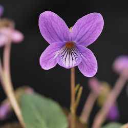 [26年1月中下旬予約]スミレ：ウンゼンスミレ2.5号ポット