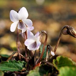 [26年1月中下旬予約]スミレ：ヤクシマリュウキュウスミレ2.5号ポット