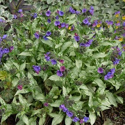 プルモナリア　シルバラード　3.5号ポット苗《5/3》 園芸ネット本店｜プルモナリア：シルベラード3.5号ポット の通販【公式】