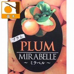 [25年9月中下旬予約]プラム：ミラベル5号ポット＊