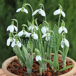 スノードロップ（一重咲）：ガランサス・エルウィシー4球入り 2袋セット