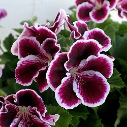 [26年3月中下旬予約]ペラルゴニウム：アリスト　ブラックビューティー5号ポット