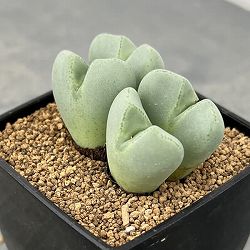 コノフィツム：藤波の花3号鉢植え