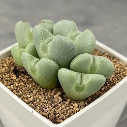 コノフィツム：桃園3号鉢植え