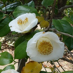 ツバキ（椿）：加茂本阿弥（かものほんあみ）4.5号ポット