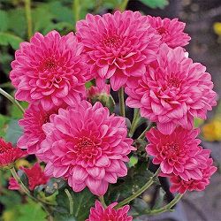 バリエッタマム（花付き菊苗）：ゼット3.5号ポット