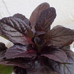 アジュガ：ブロンズビューティー2.5号ポット