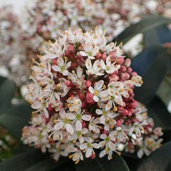 園芸ネット本店｜スキミア：マジックマロー4号ポット の通販【公式】