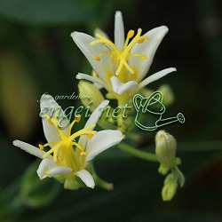 ホトトギス：秋月（シュウゲツ）3号ポット 2株セット