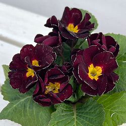 プリムラ　ジュリアン：キャンディチョコレート3号ポット