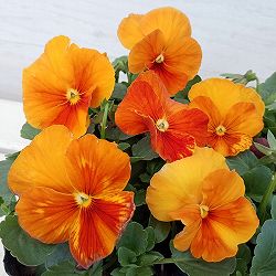 パンジー：オレンジスライス3-3.5号ポット 12株セット