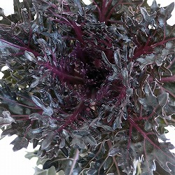 ハボタン：光子プレミアム（切葉系）2.5号ポット 2株セット